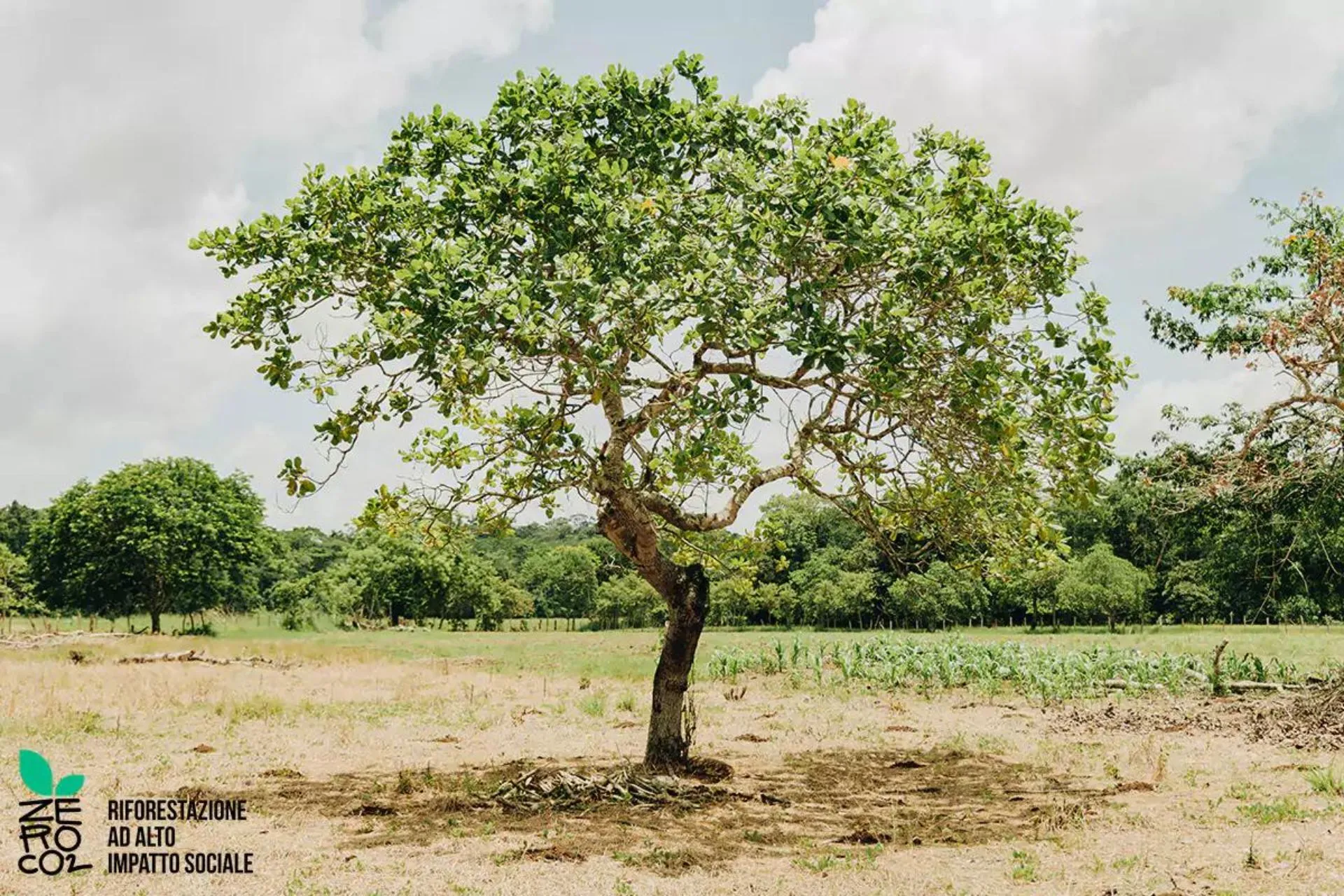 Impronte è green: albero